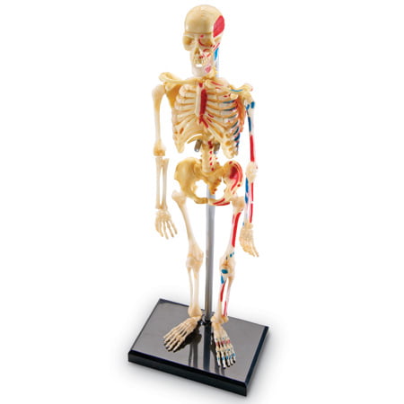 Anatomy Model – Skeleton - Image 3