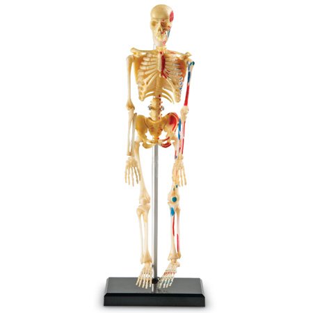 Anatomy Model – Skeleton - Image 2