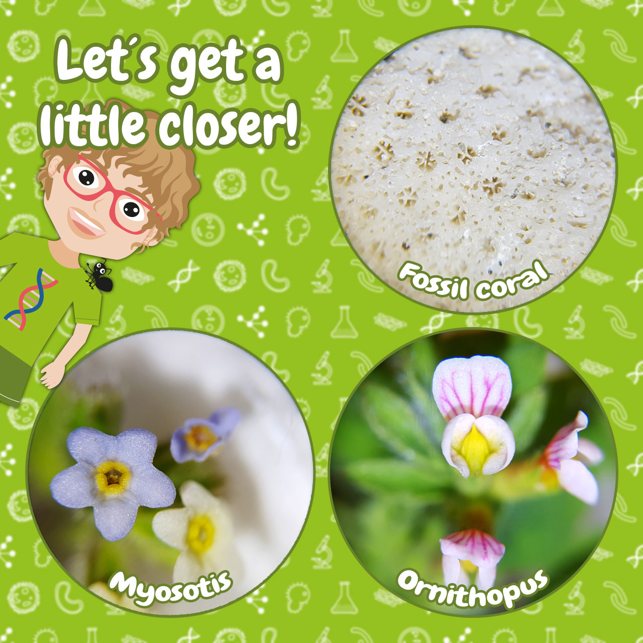 Στερεοσκόπιο Junior 20x - Image 5