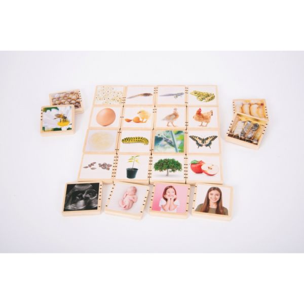 Μαθαίνω τον Κύκλο Ζωής