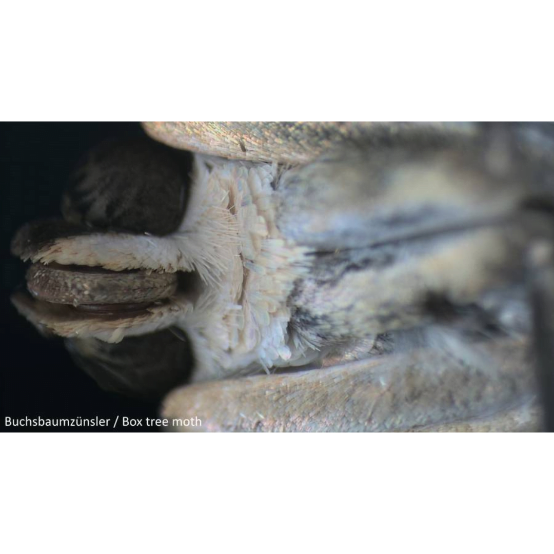 National Geographic Στερεοσκόπιο 20X - Image 5