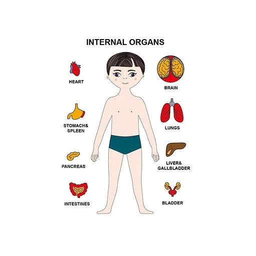 Ξύλινο Πάζλ Μαθαίνω το Σώμα μου - Image 6