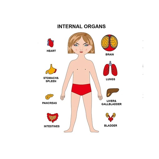 Ξύλινο Πάζλ Μαθαίνω το Σώμα μου - Image 8