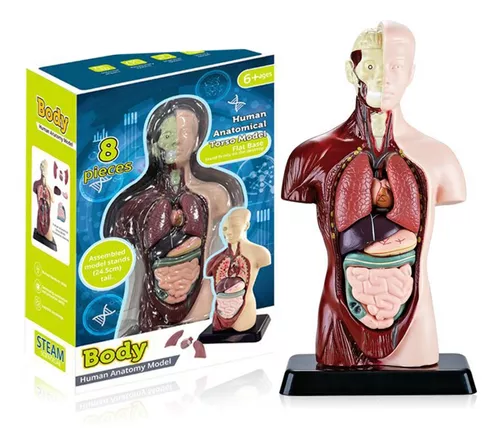 Ανθρώπινο Σώμα