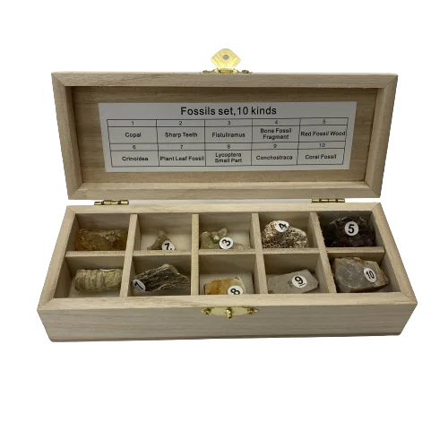 Συλλογή Απολιθωμάτων 10τεμ